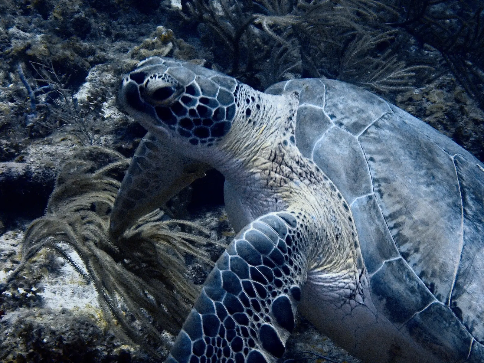 Hilma Hooker - Bonaire