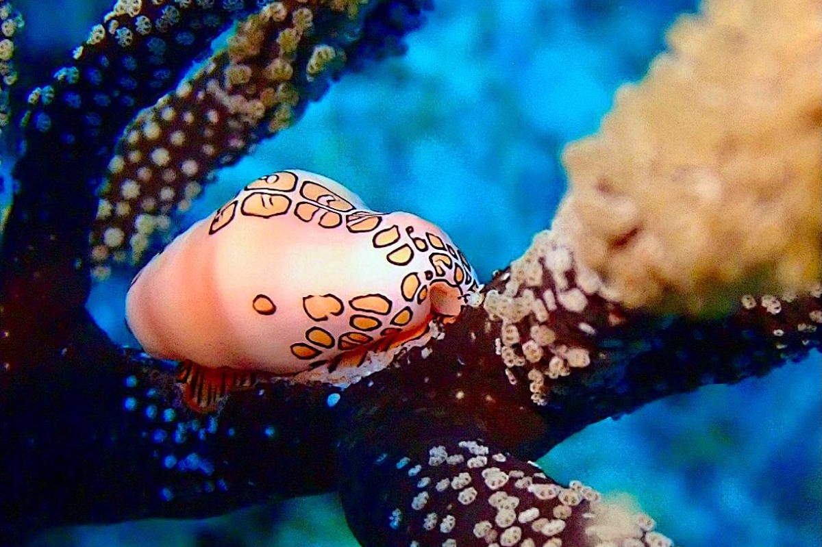 Invisibles - Bonaire