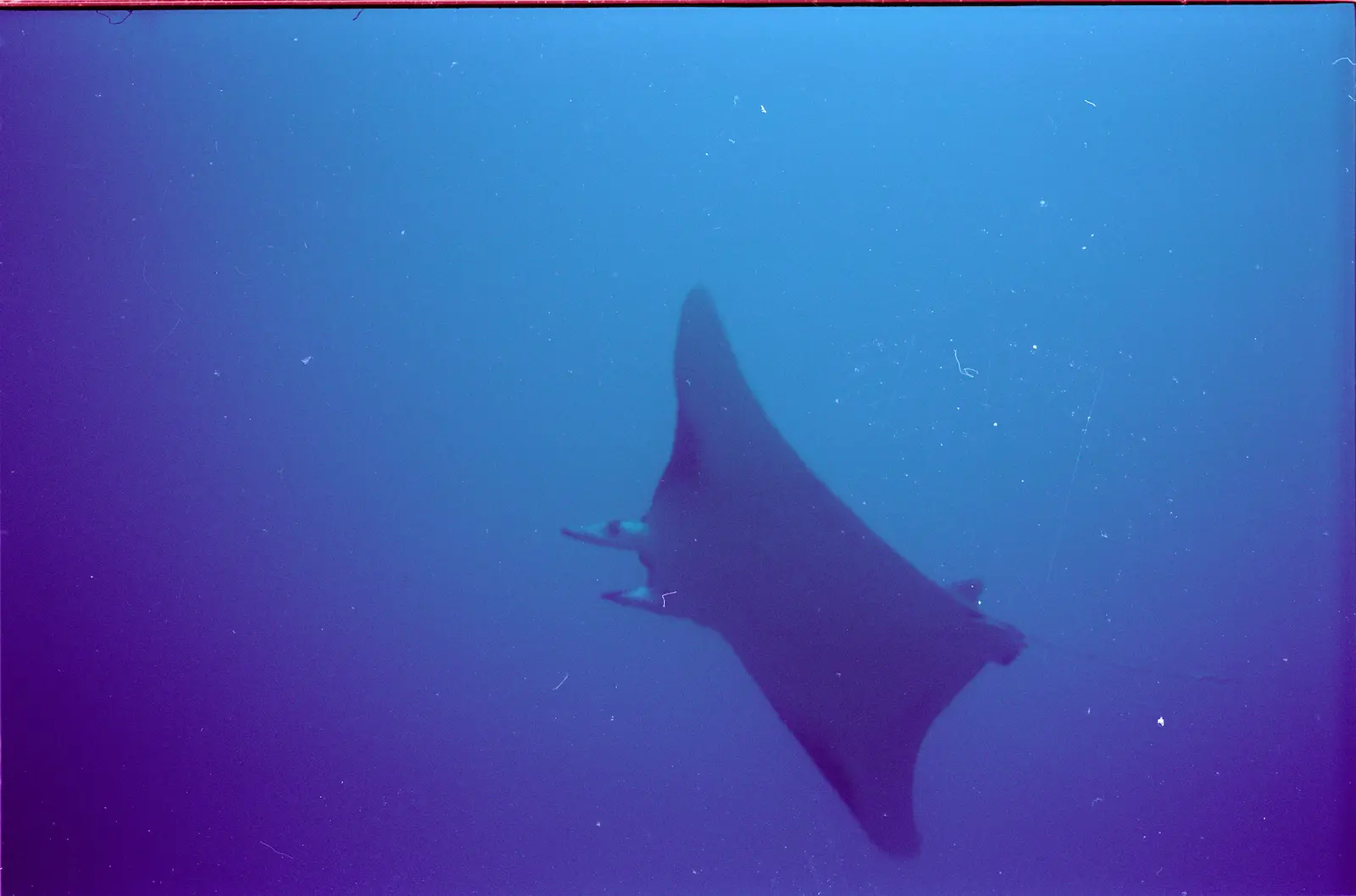 Seymour Island