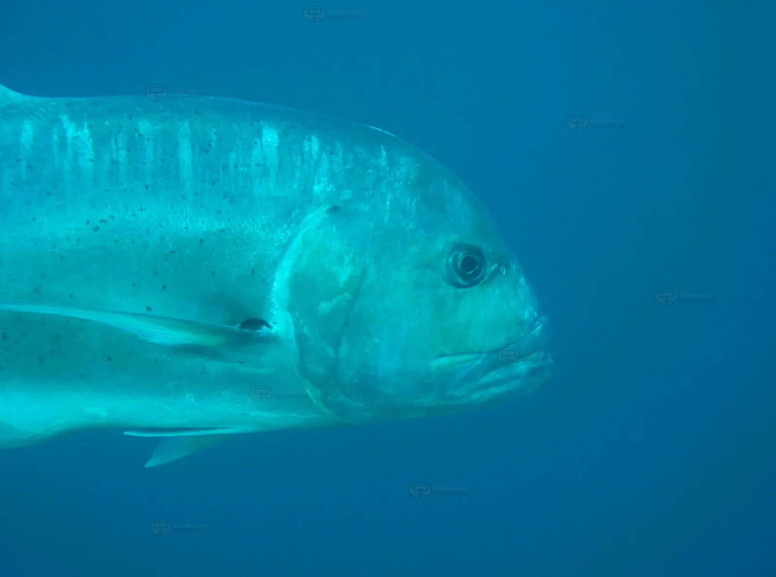 Barracuda Point sipadan (4)