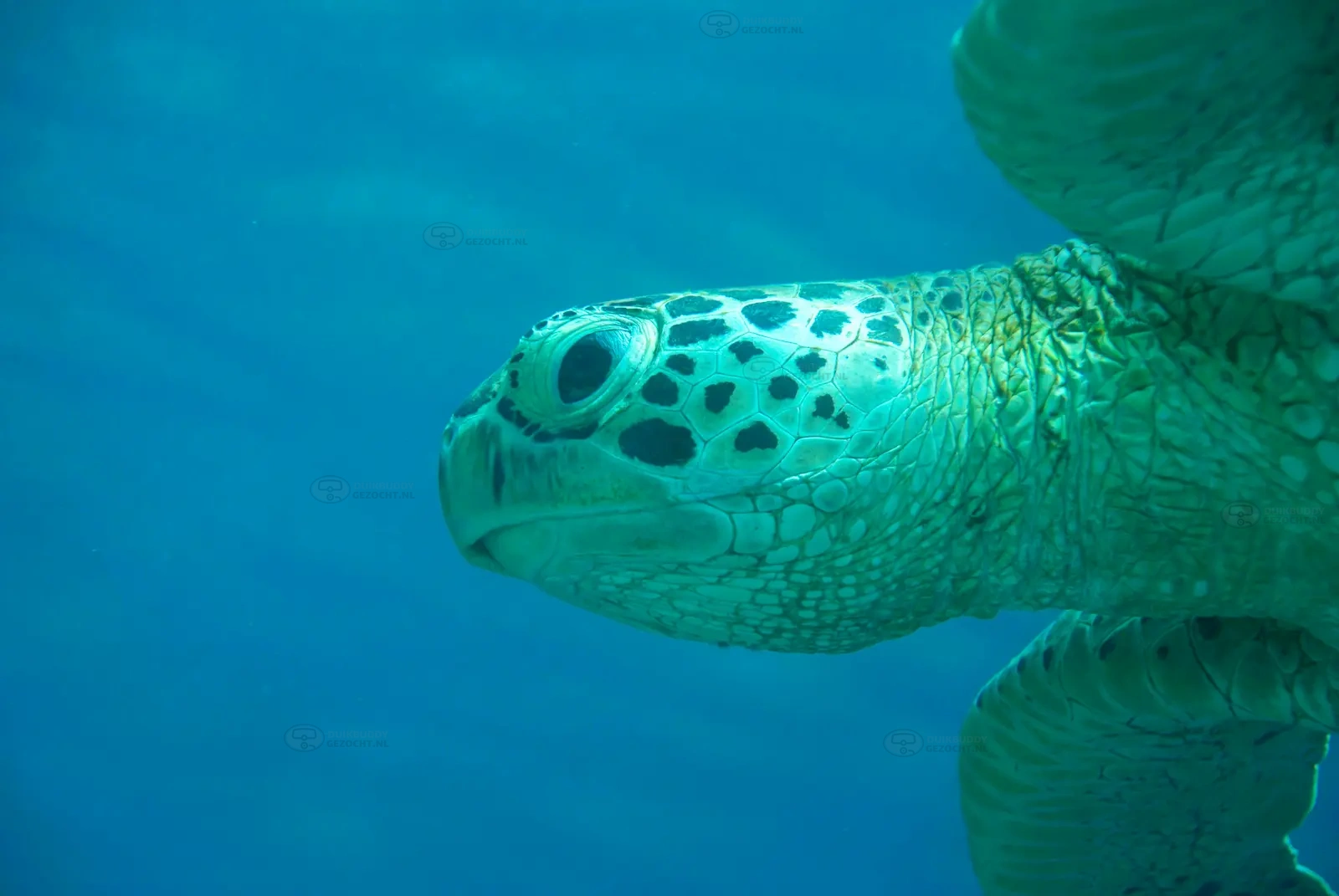 Barracuda Point sipadan (5)