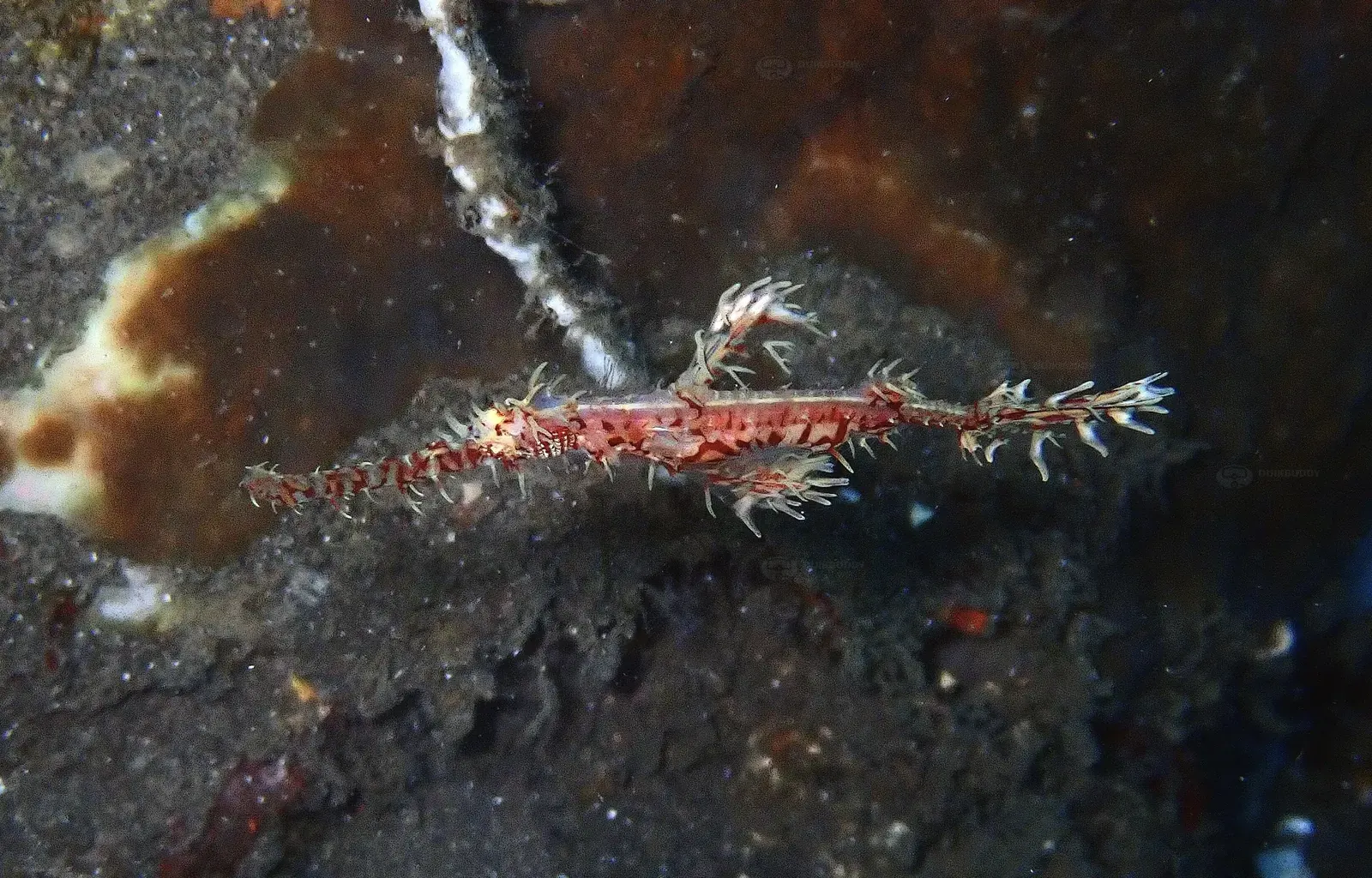 ID Angels canyon 6