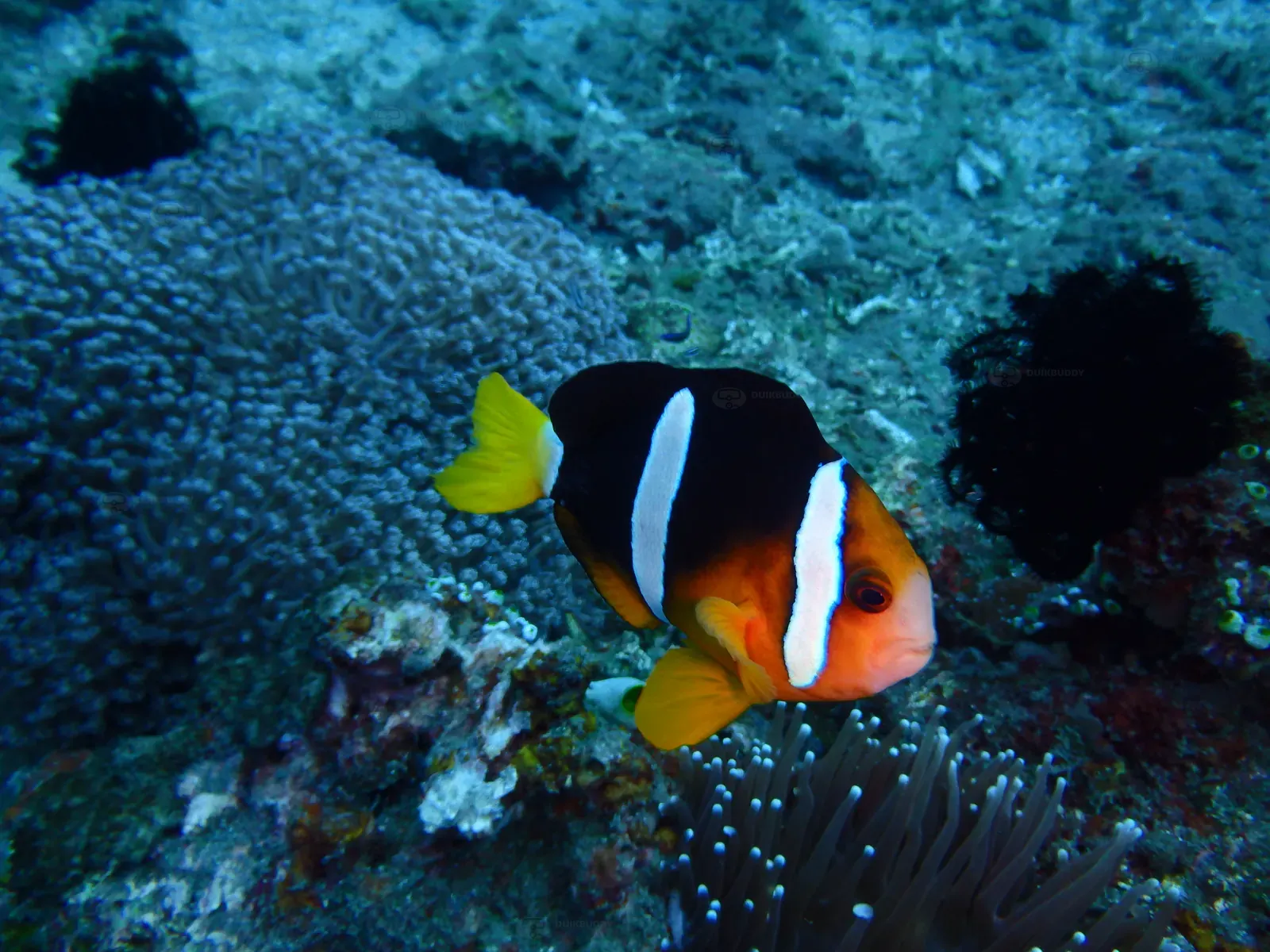 ID Nusa penida 1