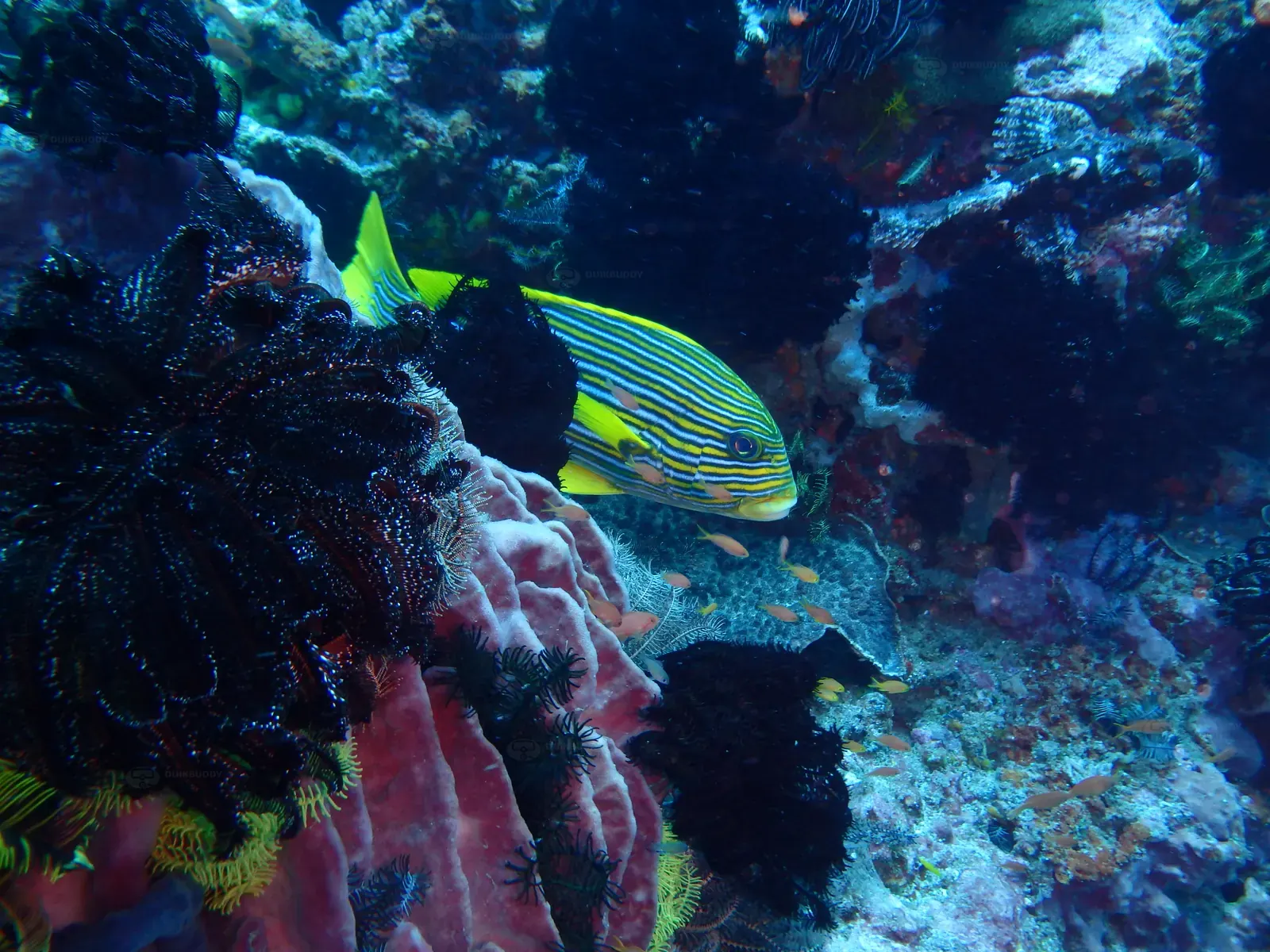 ID Nusa penida 2