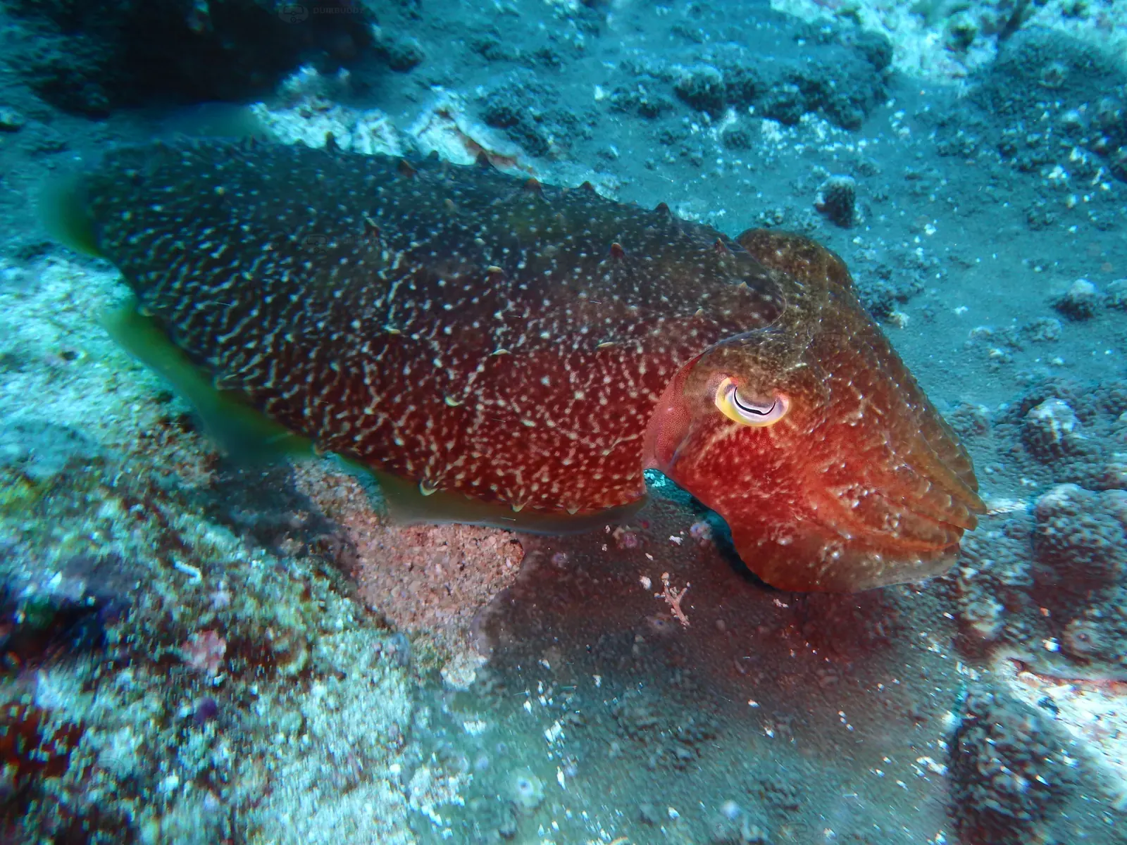 ID Nusa penida 7