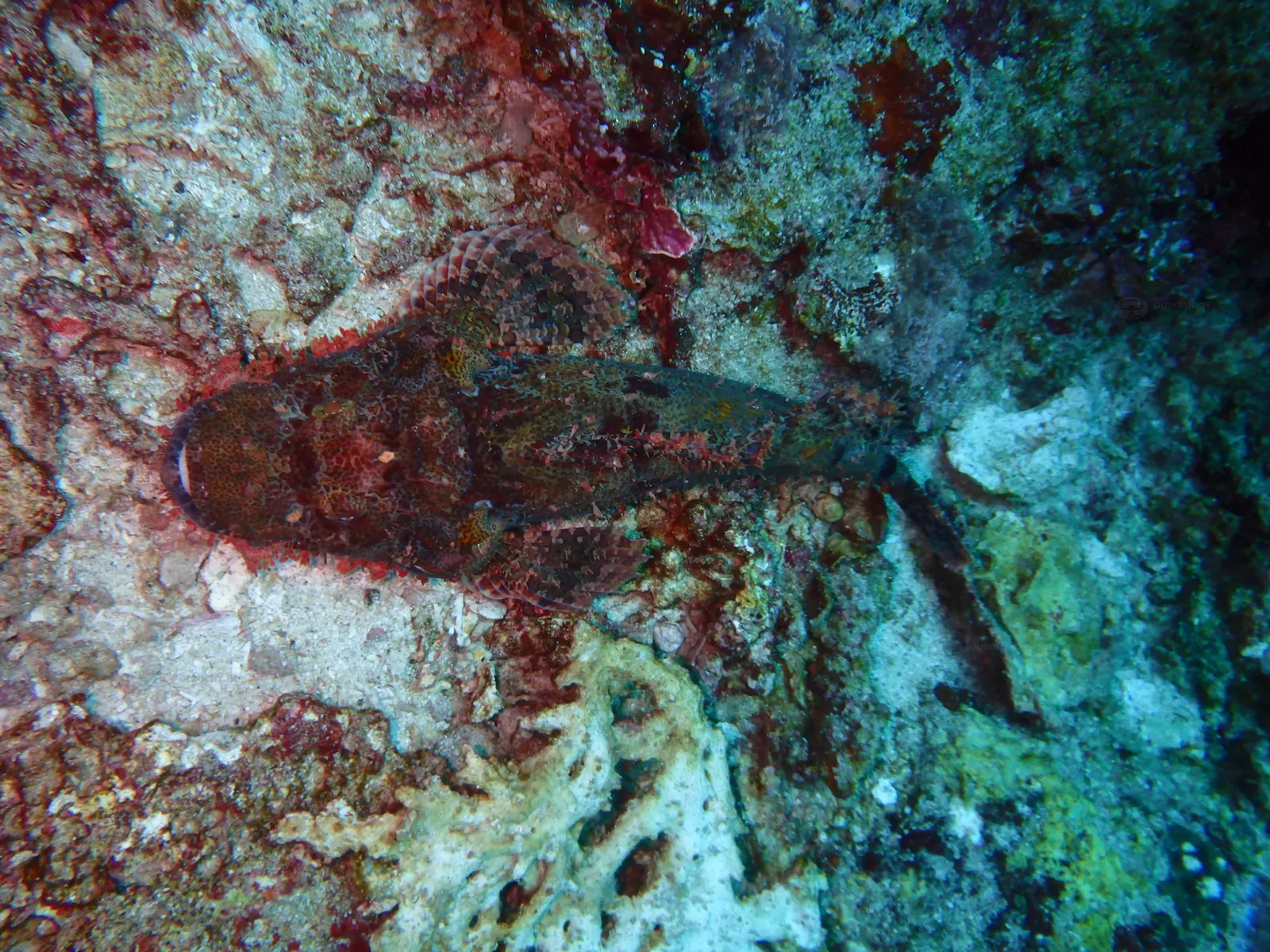 ID Nusa penida 8