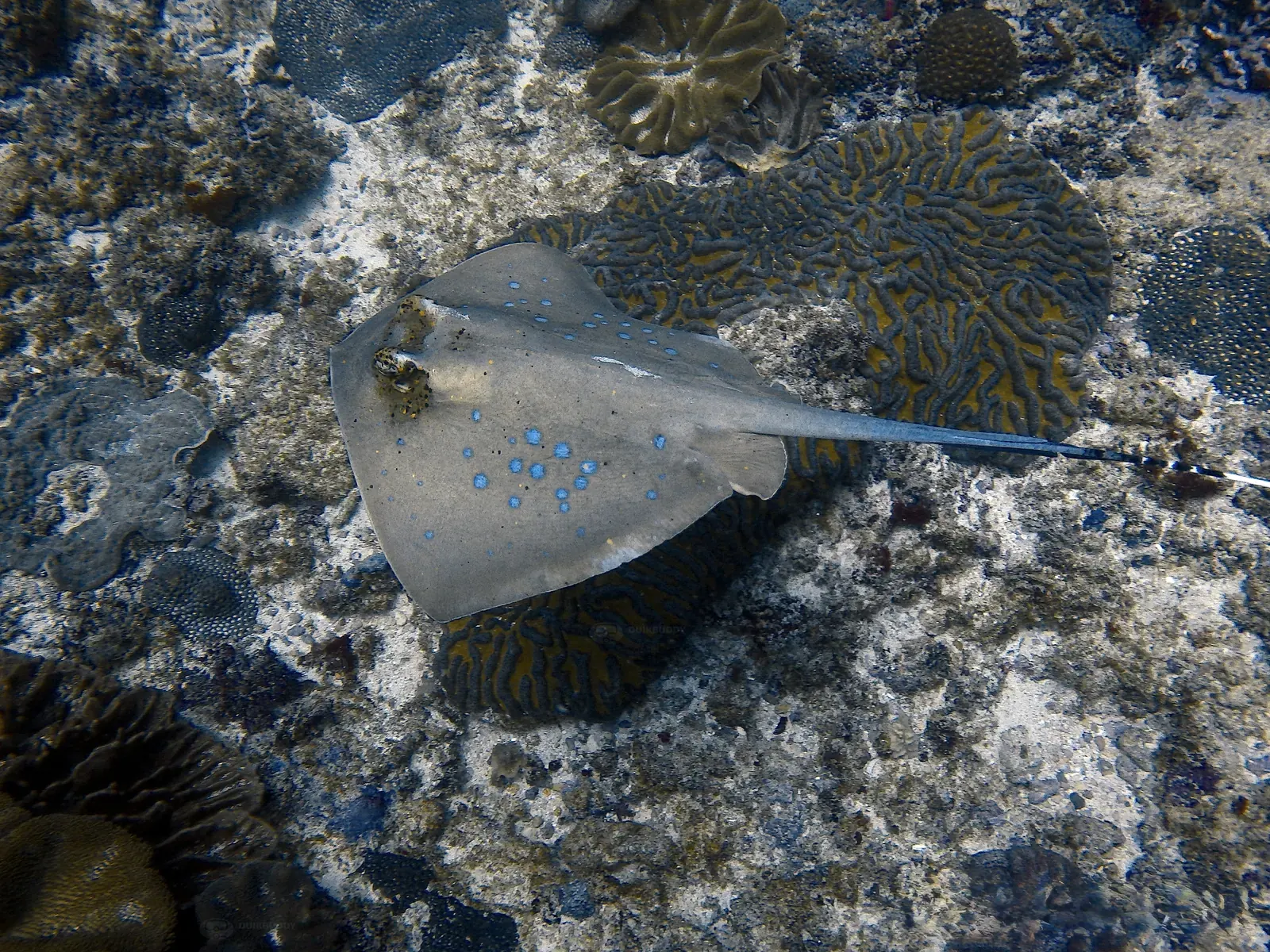ID Nussa penida Crystal bay (4)