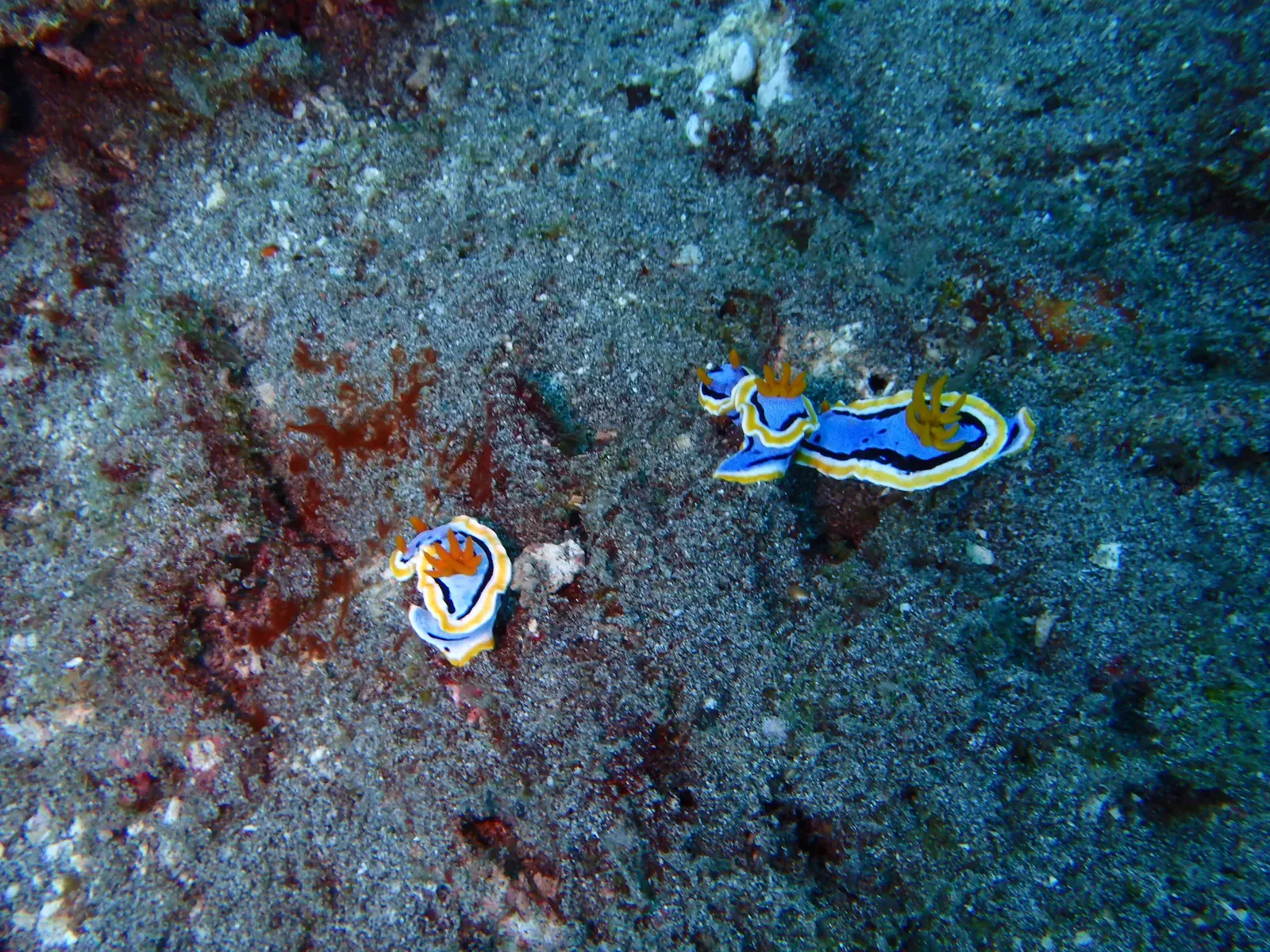ID Sanur (4)