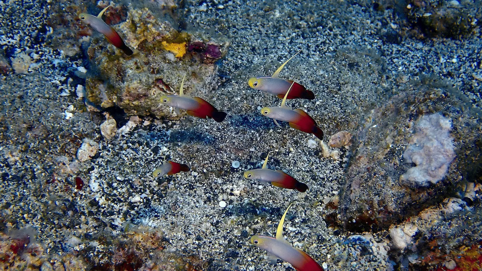 Mauritius The Wall (14)