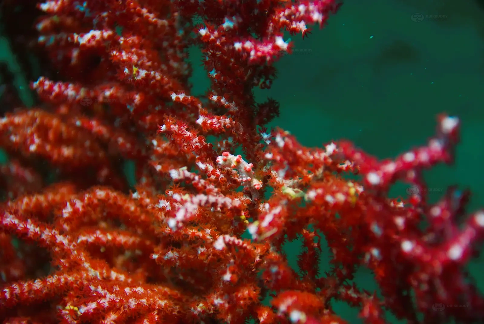 Seaventures Oil Rig 004