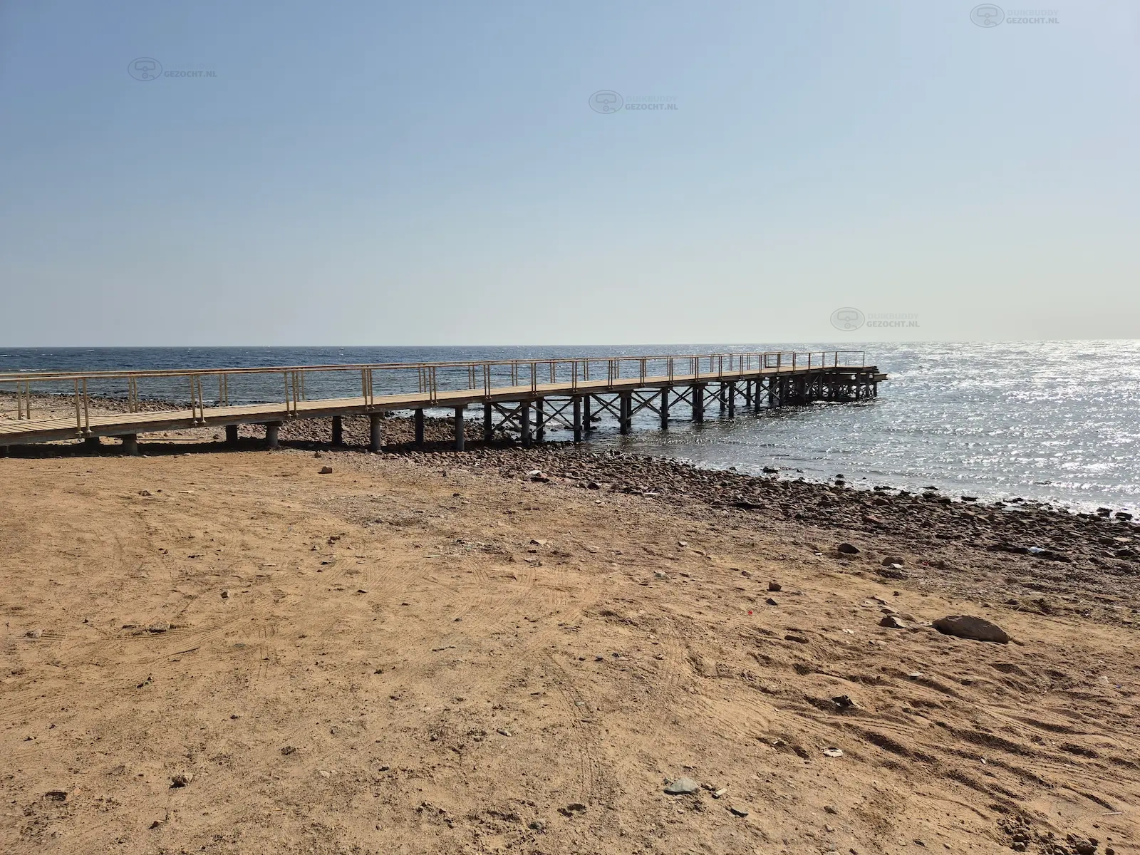 Tiger reef Dahab (3)