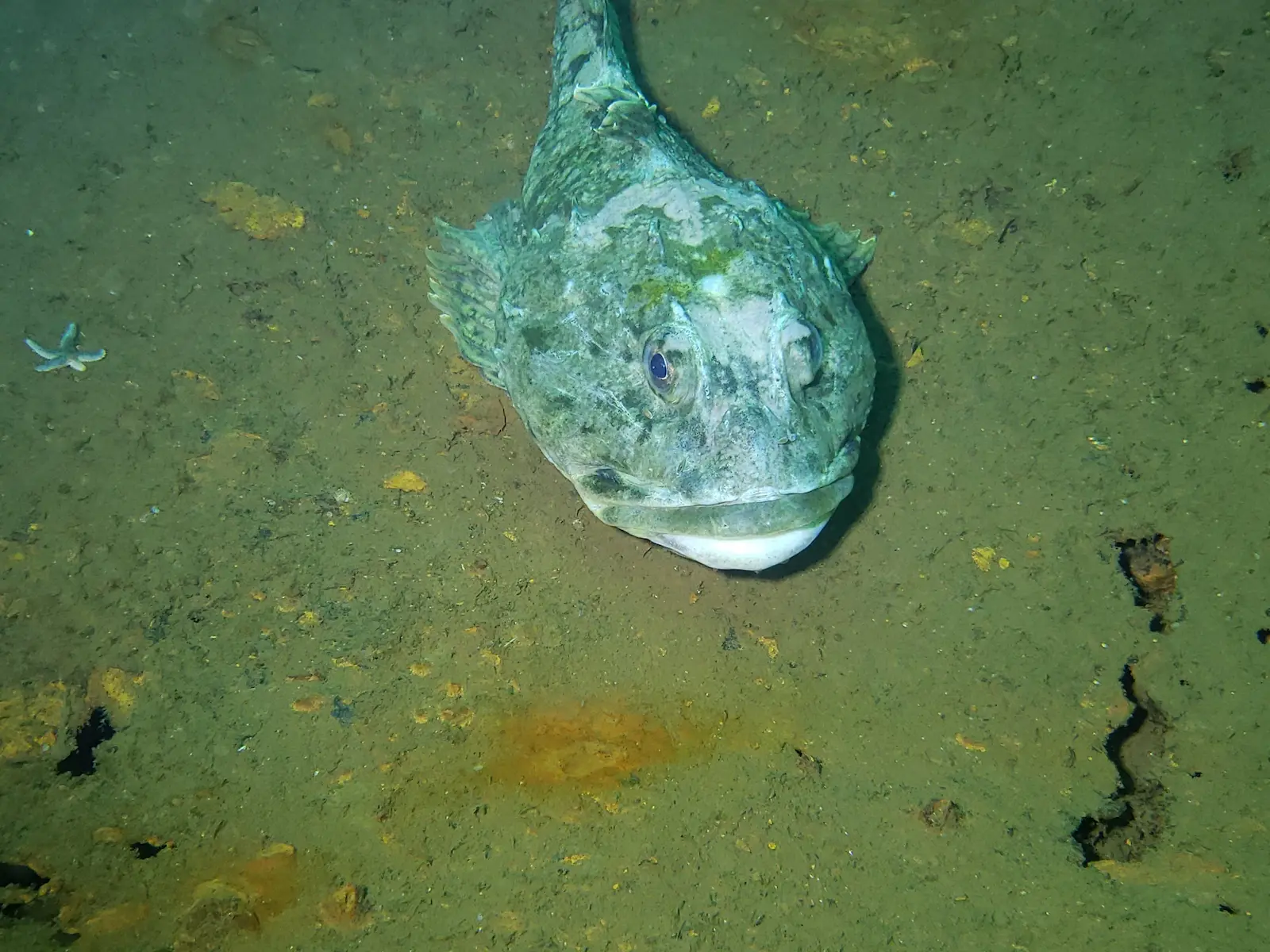 Wrakdruik PLM 27 (5)