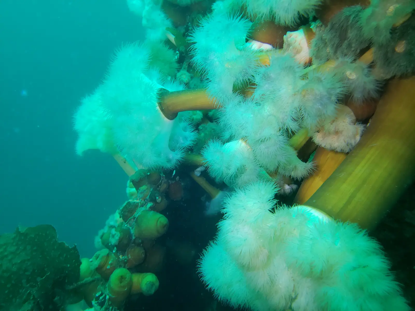 Wrakduik Saganaga (3)